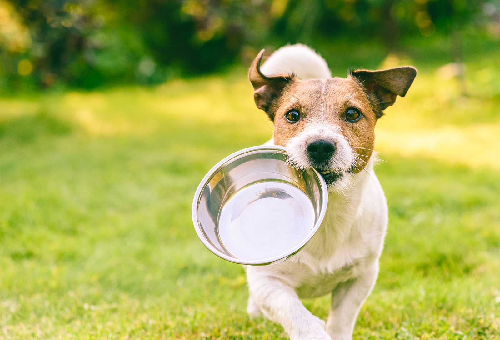 dog running with food bowl in its mouth